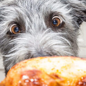 Dinners in the Dog, 5 steps to management