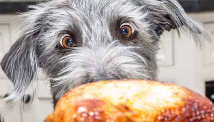 Dinners in the Dog, 5 steps to management